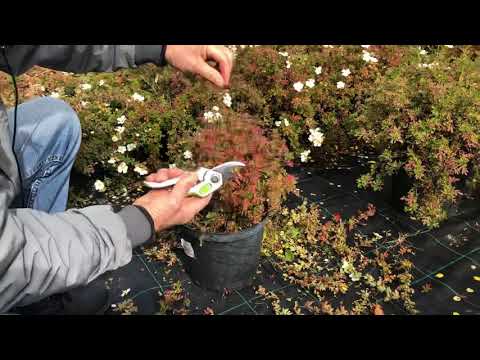 Видео: Обрезка (формирование) лапчатки