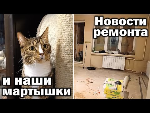 Видео: Новости ремонта и наши мартышки.