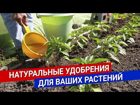 Видео: Натуральные удобрения для ваших растений
