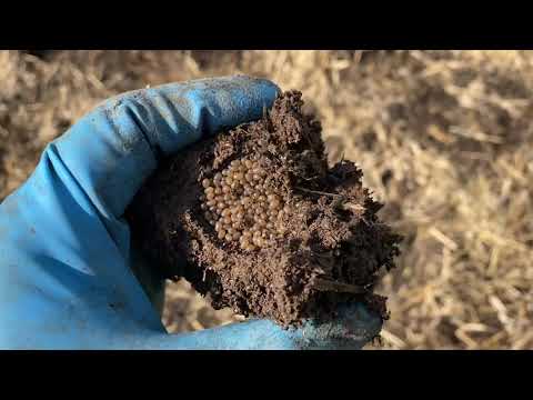 Видео: Борьба с вредителями при разведении красного калифорнийского червя.