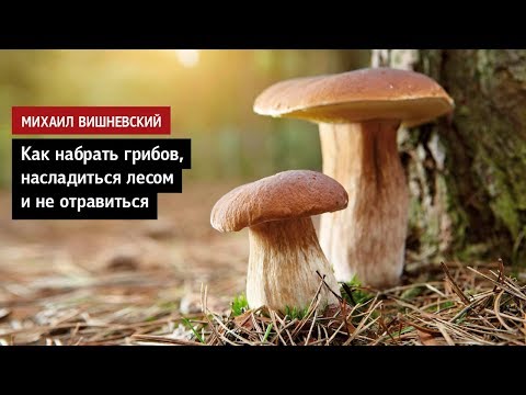 Видео: Михаил Вишневский: Как набрать грибов, насладиться лесом и не отравиться