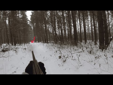 Видео: Охота на зайца с Зайгой и Зарой #hunting #mountains #nature #shoot #природа #охота #dogs #hunter