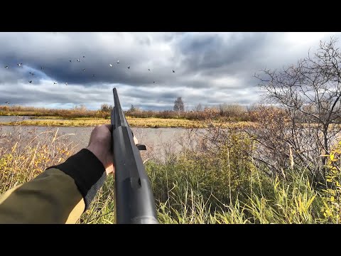 Видео: СТВОЛ РУЖЬЯ НАГРЕЛСЯ ОТ ВЫСТРЕЛОВ. ОХОТА НА УТКУ С ПОДХОДА. СТАИ КОПЯТСЯ НА СЕВЕРНЫХ ОЗЕРАХ.