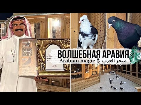 Видео: Завораживает! 🤩 Бойные голуби Саудовской Аравии Аль Джатейли | Amazing Ali Aljotaili Pigeons