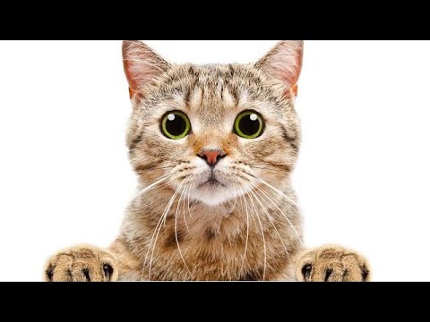 Видео: Кошки. Кто они и что им нужно?