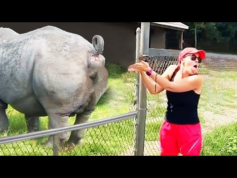 Видео: Самые Смешные Моменты с Животными в Зоопарке Снятые На Камеру
