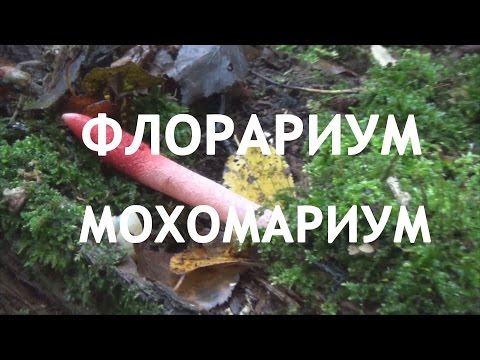 Видео: Флорариум  в банке из нескольких видов мха