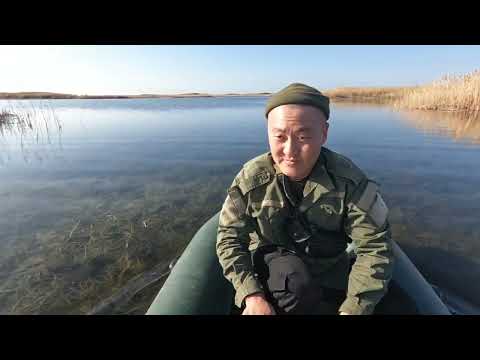 Видео: Первый гусь