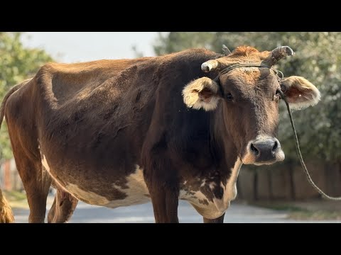 Видео: 3 сар моли бугуз арзон 21 октября 2025 г.