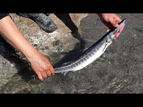 Видео: Средиземноморский рецепт запеченной рыбы с помидорами и луком | ASMR Кулинария