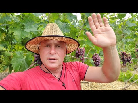 Видео: Огляд  деяких ранніх  гф винограду на 21.07.24р 🍇🤠