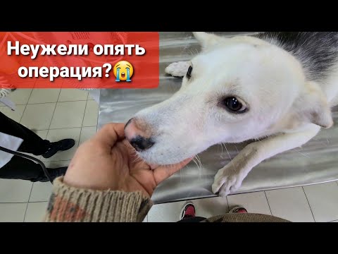 Видео: У Дины все сорвалось😰 Луна НИКАК не идет на поправку. Персик радуется прогулкам.