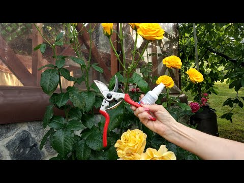 Видео: Літня обрізка відквітувавших троянд:плетючі, чайногібридні, мускусні, флорибунда.Виправляємо помилки