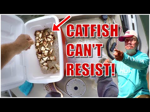 Видео: Простой способ найти и поймать сома для еды!