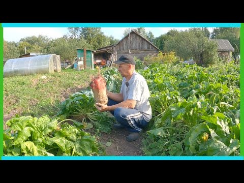 Видео: Поймал кто жрет картофель, с сеном - все, осы вытеснили со стройки, свекла удивила!