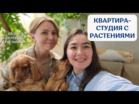 Видео: В ГОСТЯХ у Ксении | обзор РАСТЕНИЙ в уютной ПЕТЕРБУРГСКОЙ квартире