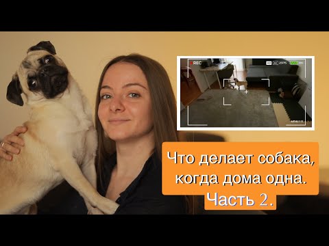 Видео: Что делает собака когда одна дома? | часть 2 | Мопс превратился в волка 😱