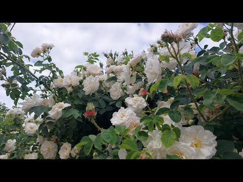 Видео: Расчет фундамента под оборудование с вращающимися частями