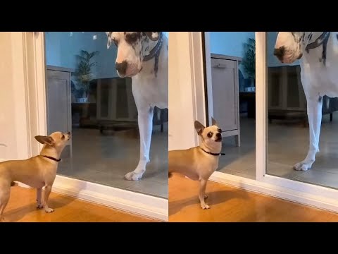 Видео: Лучшая реакция котов 🙀 и собак 😂 | Не открывай дверь 🤣 | Челлендж «Попробуй не засмеяться» 😂