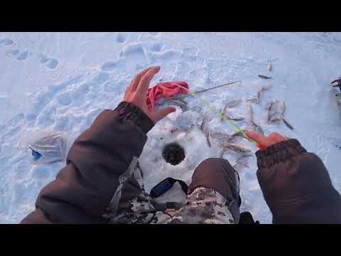 Видео: Сергеевское водохранилище. СКО. Казахстан. Рыбалка в декабре.