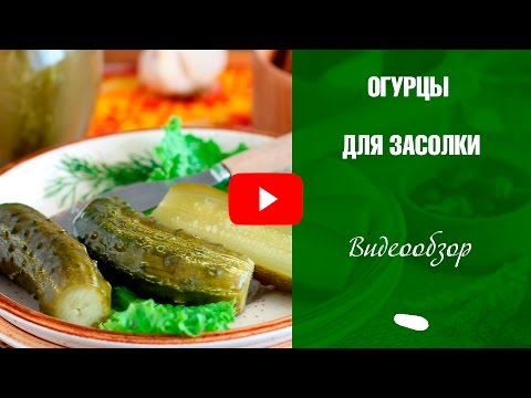 Видео: Огурцы для засолки 🌟 Выбираем лучшие сорта огурцов ❗ Семена с Хитсад.