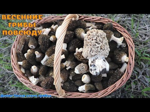 Видео: Сморчок конический и степной, сморчковая шапочка в тополиных посадках