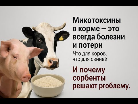 Видео: Миктотоксины в кормах - это всегда болезни и убытки свиней и коров. Сорбенты устраняют проблему