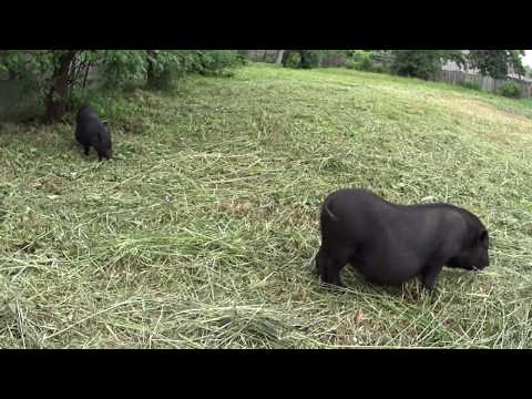 Видео: Бюджетное содержание вьетнамских свиней ,Как улучшить продажи