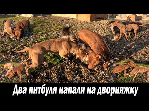 Видео: Питбули вошли в азарт и чуть не прикон** дворняжку !!! Делаю перила. Волки  Тайра воровка. Закат