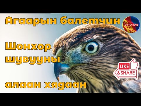 Видео: Шонхор шувууны алаан хядаан амьдрал. Гоё түүхүүд цувралаас Goe tuuhuud mongol heleer kino Barimtat