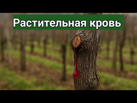Видео: На моём винограднике это не допустимо! Проблемы начинаются с мелочей. 🍇😀