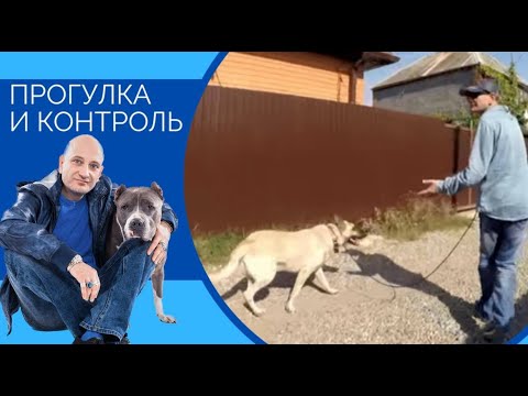 Видео: Прогулка и контроль