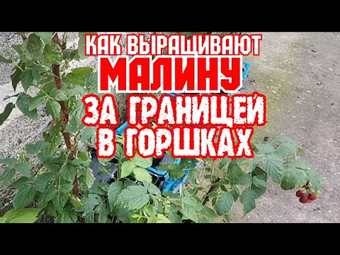 Видео: Идея выращивания малины, в горшках.Как это делают за границей.