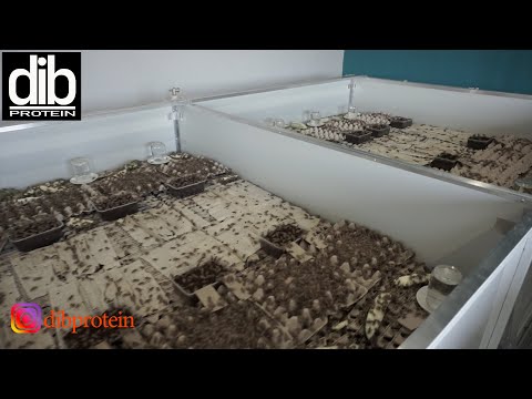 Видео: Сверчок (прототип фермы)