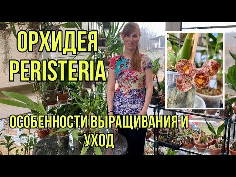 Видео: Орхидея Peristeria   Перистерия орхидея Святого Духа