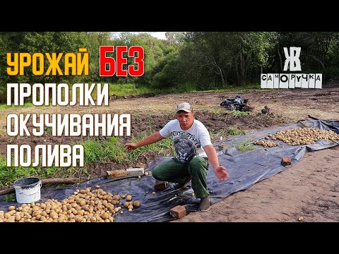 Видео: ЛЕНИВЫЙ  способ ВЫРАЩИВАНИЯ КАРТОФЕЛЯ.   Работы гораздо меньше | ЖКВ Саморучка