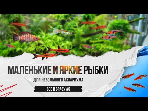 Видео: Маленькие и яркие аквариумные рыбки для небольшого аквариума
