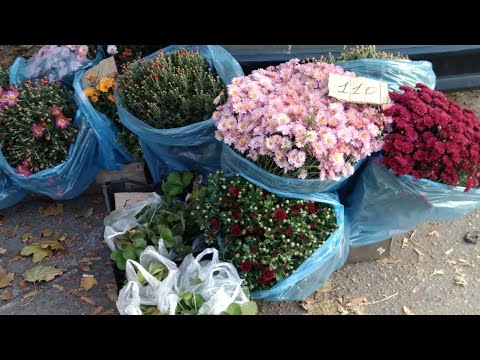 Видео: Другі вихідні поїхали на базар/Посадили часник, цибулю, виноград.