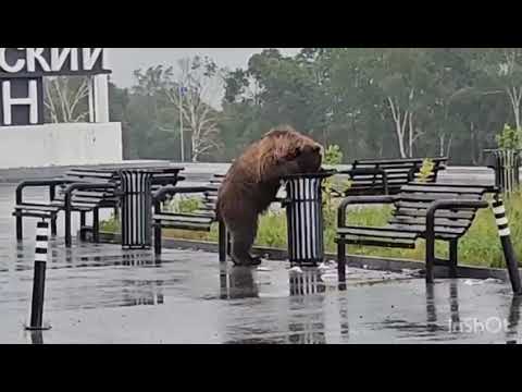 Видео: Да не такса, но тоже родственники)) Петропавловск-Камчатский, лето 2024🧐