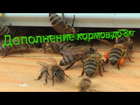 Видео: Профессор Кашковский про дополнение кормов до 8кг