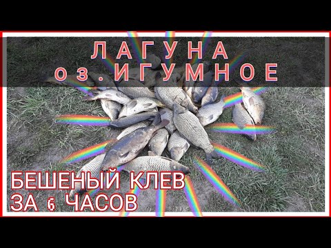 Видео: ЛАГУНА. ИГУМНОЕ. БЕШЕНЫЙ КЛЕВ. РЫБАЛКА ДЛЯ ДУШИ. ( рыбалка на фидер)