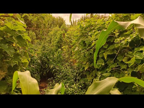 Видео: Защо да си сложим капково и кой вариант да изберем.