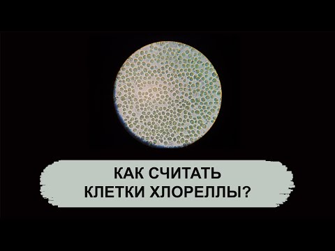 Видео: КАК СЧИТАТЬ КЛЕТКИ ХЛОРЕЛЛЫ?