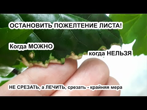 Видео: Не срезайте ПРОСТО ТАК желтеющие листья! Когда НУЖНО, и когда НЕ НУЖНО удалять листья. Мое мнение