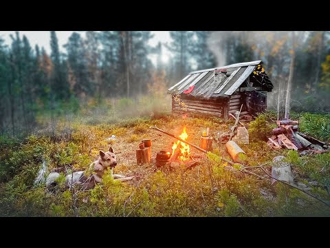Видео: ТАЁЖНАЯ ИЗБУШКА НА ДИКОЙ РЕКЕ. ДОБРАЛИСЬ С СОБАКОЙ ДО ИЗБЫ И ОБАЛДЕЛИ. ЧИНИМ ПЕЧЬ В ИЗБЕ.