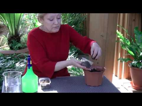 Видео: Выращивание астры из семян, часть2. Сажаем  Хризантеллу.