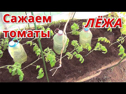 Видео: Посадка переросшей рассады томатов в теплицу. Сажаем томаты лёжа.