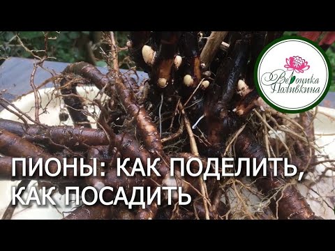 Видео: Как поделить и посадить пион