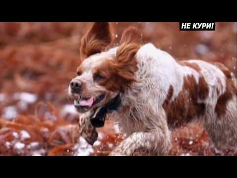 Видео: О породе собак Эпаньоль бретон и Русский охотничий спаниель . 2018
