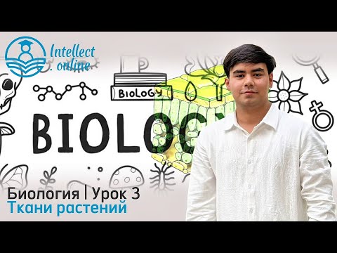 Видео: Биология | Ткани растений | Урок 3